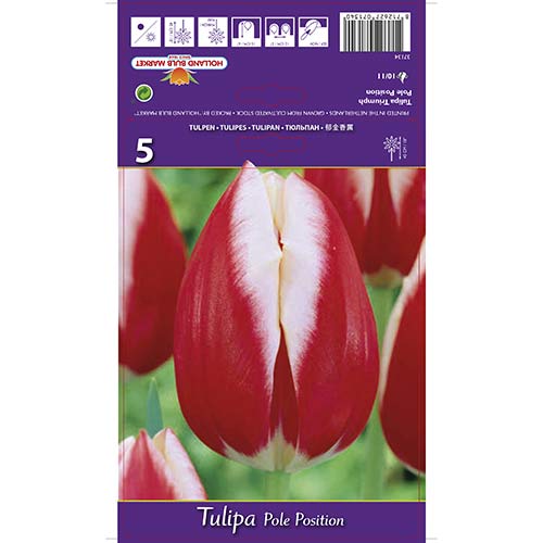 Tulipan Triumph Pole Position - Cebule: Ilość w opakowaniu: 5 szt. - GradinaMax