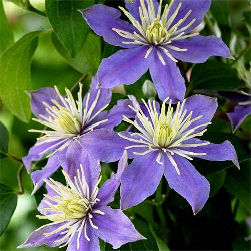 1 sadz, Clematis (Powojnik) Justa - Sadzonki: Ilość w opakowaniu: 1 sadz