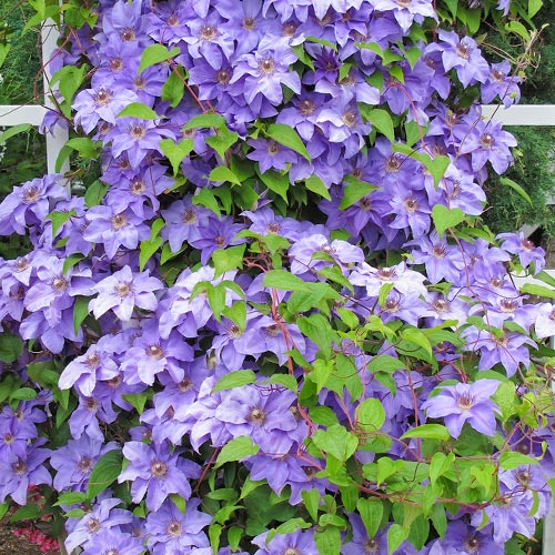 Clematis (Powojnik) Blue Angel - Sadzonki: Ilość w opakowaniu: 1 sadz - GradinaMax