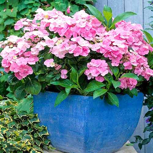 1 buc, Hortensia macrophylla Messalina - Răsaduri: Mod de ambalare: 1 buc