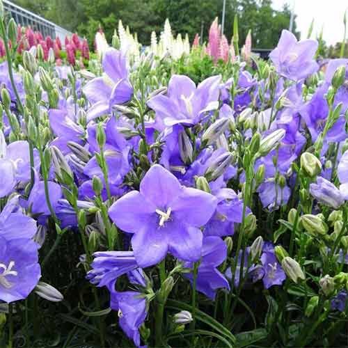 1 buc, Clopoțel (Campanula) Blue - Răsaduri: Mod de ambalare: 1 buc