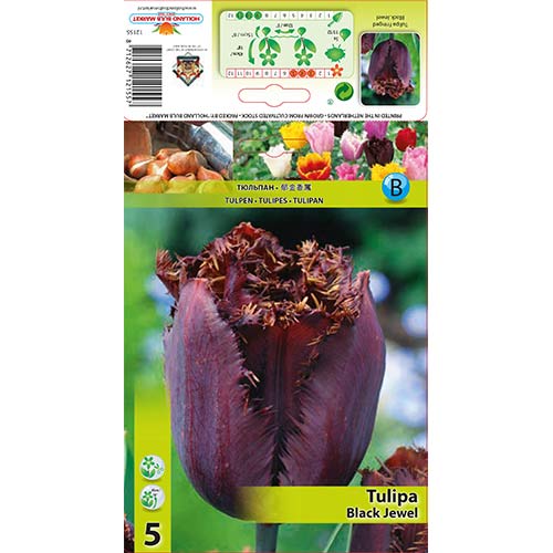 5 buc, Lalele Black Jewel - Bulbi: Mod de ambalare: 5 buc