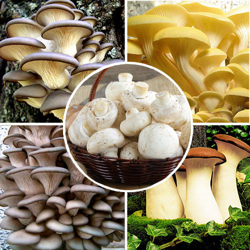 1 pac, Super-ofertă!Set de ciuperi Pleurotus, Pleurotus Brun, Pleurotus Regal, Pleurotus Galben, Champignon - : Mod de ambalare: 5 pac