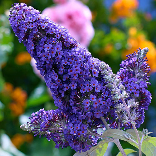 1 buc, Buddleja davidii Papillon Bleu - : Mod de ambalare: 1 buc