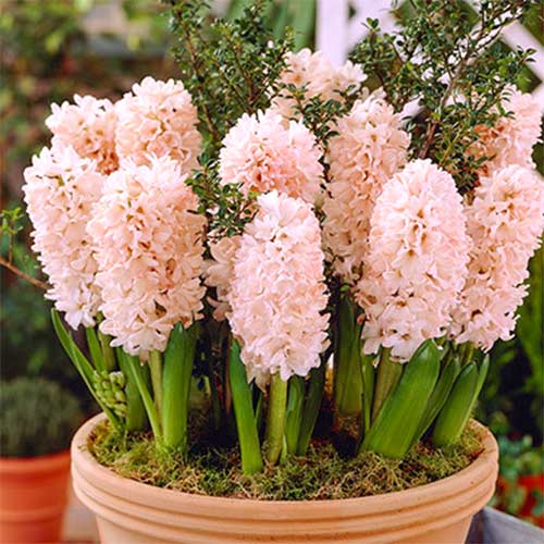 3 buc, Zambile China Pink - Bulbi: Mod de ambalare: 3 buc