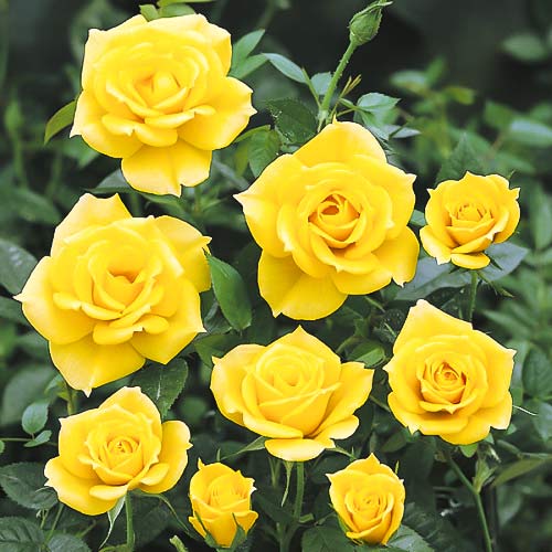 1 buc, Trandafir floribunda Golden Wedding - Răsaduri: Mod de ambalare: 1 buc