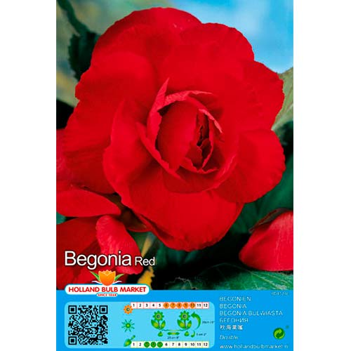 2 kus, Begónie plnokvětá červená - : Monžstvo balíkov: 2 kus