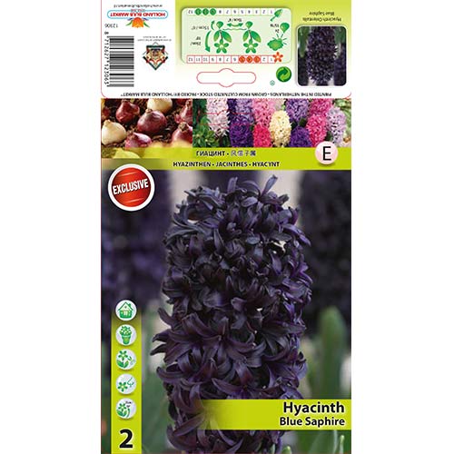 2 kus, Hyacint Blue Saphire - : Monžstvo balíkov: 2 kus