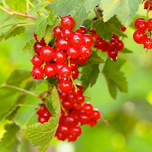 1 Pflanze(n), Rote Johannisbeere Rovada, Р9 - Setzlinge: Ilość w opakowaniu: 1 Pflanze(n)