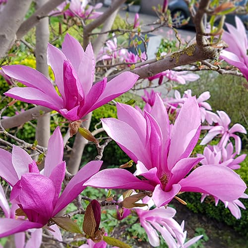 1 Pflanze(n), Magnolie Susan, C2 - Setzlinge: Ilość w opakowaniu: 1 Pflanze(n)