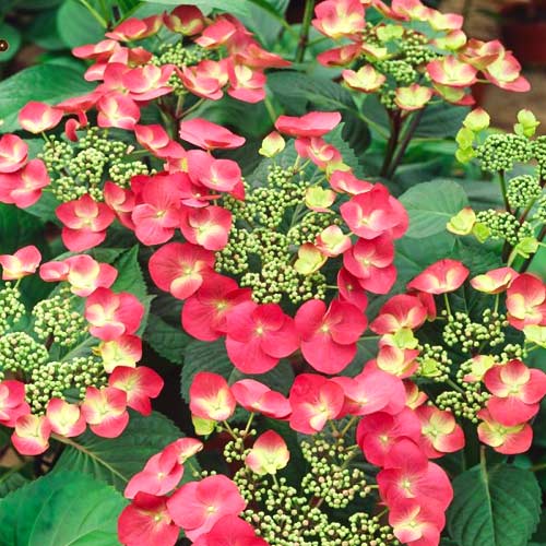 1 Pflanze(n), Gartenhortensie Rotkehlchen, C2 - Setzlinge: Ilość w opakowaniu: 1 Pflanze(n)
