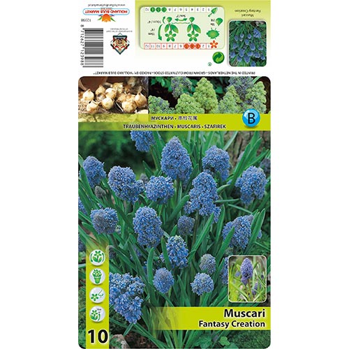10 Stück, Traubenhyazinthe Fantasy Creation - Blumenzwiebeln: Ilość w opakowaniu: 10 Stück