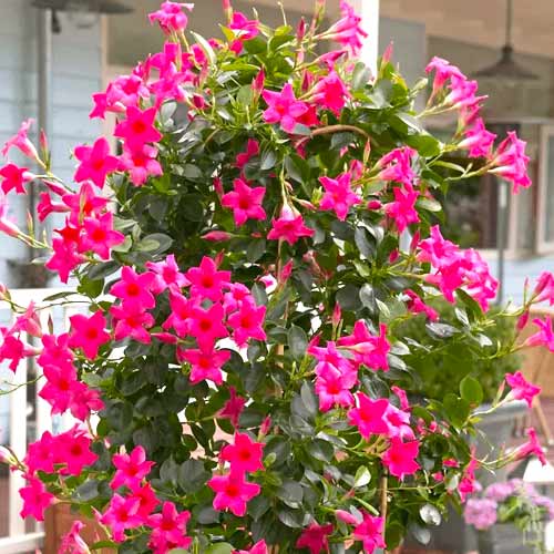 1 Stück, Mandevilla Pink - Stauden: Ilość w opakowaniu: 1 Stück
