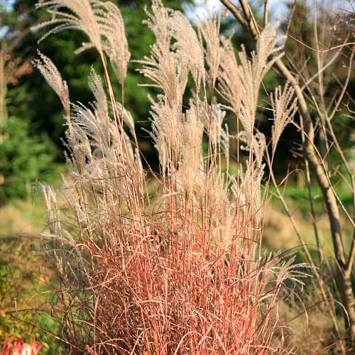 Miscanthus chinês Little Miss - Plântulas: Ilość w opakowaniu: 1 plant