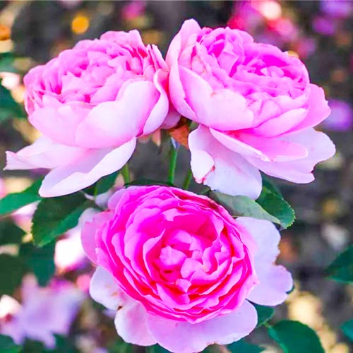 Rosa floribunda Magic Aroma - Plântulas: Ilość w opakowaniu: 1 plant