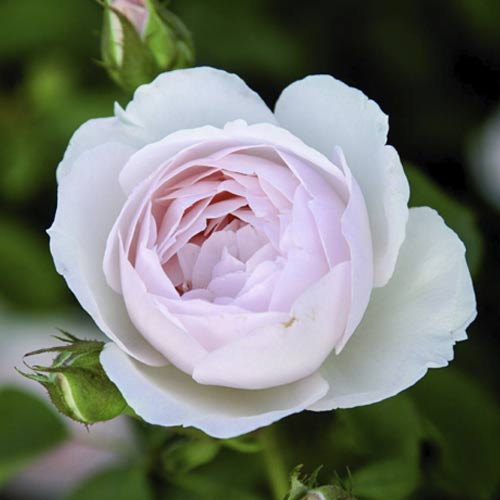 English Rose Desdemona , C5 - Plântulas: Ilość w opakowaniu: 1 plant
