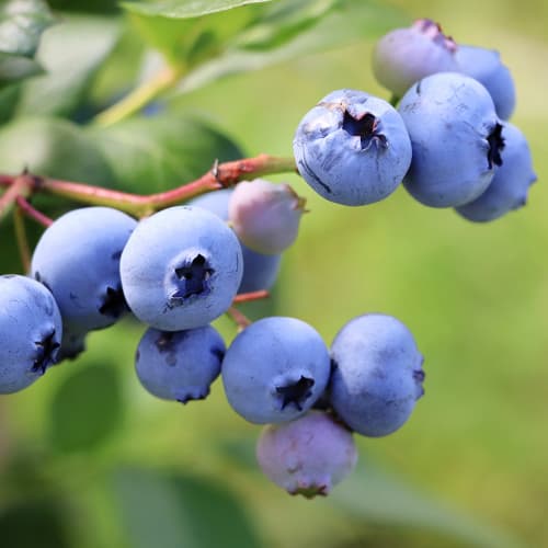 Arándano Early Blue, P9 - Plántulas: Ilość w opakowaniu: 1 plantas