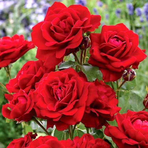 3 buc, Trandafir floribunda Red Diadem - : Mod de ambalare: 3 buc