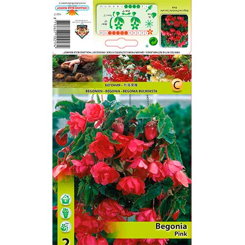 2 db, Csüngő begónia Pink - Évelő: Mod de ambalare: 2 db