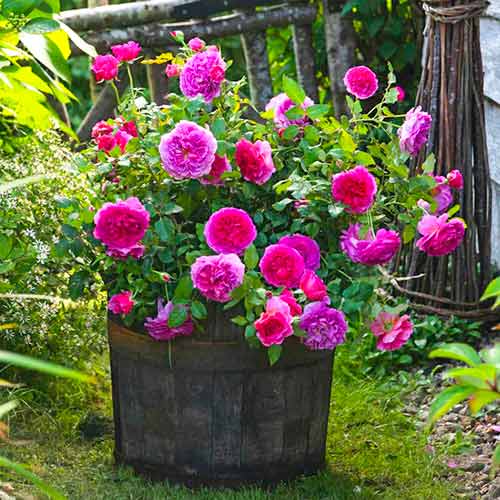 1 Pflanze(n), Kletterrose Gabriel Oak - Setzlinge: Ilość w opakowaniu: 1 Pflanze(n)