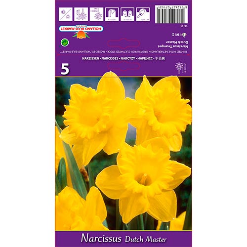 Narcissus Dutch Master - Bulbos: Ilość w opakowaniu: 5 bulbe