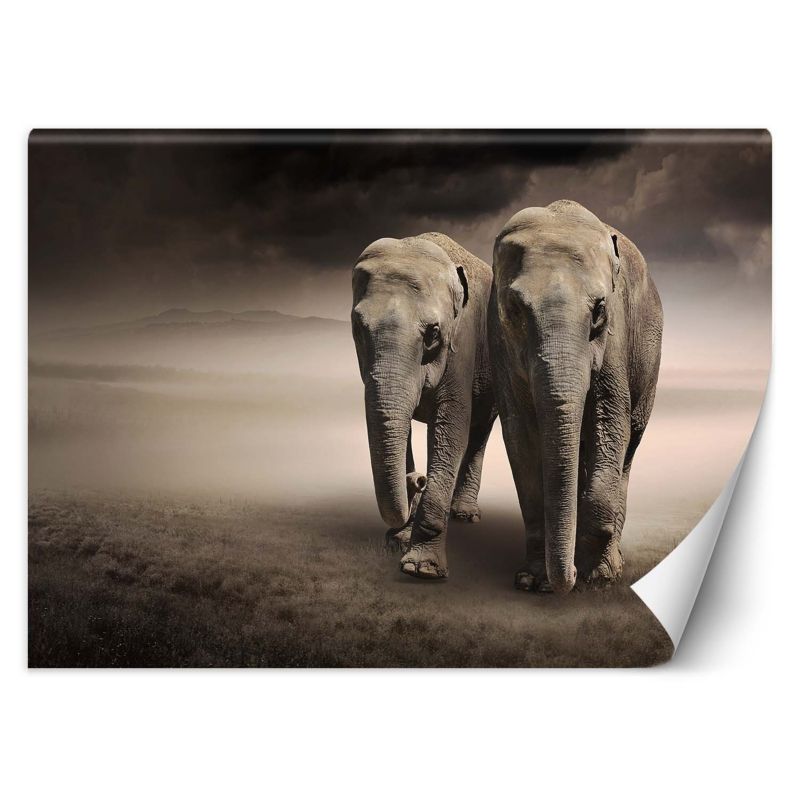 Fototapeta Feeby Para słoni afryka 100x70 1 szt