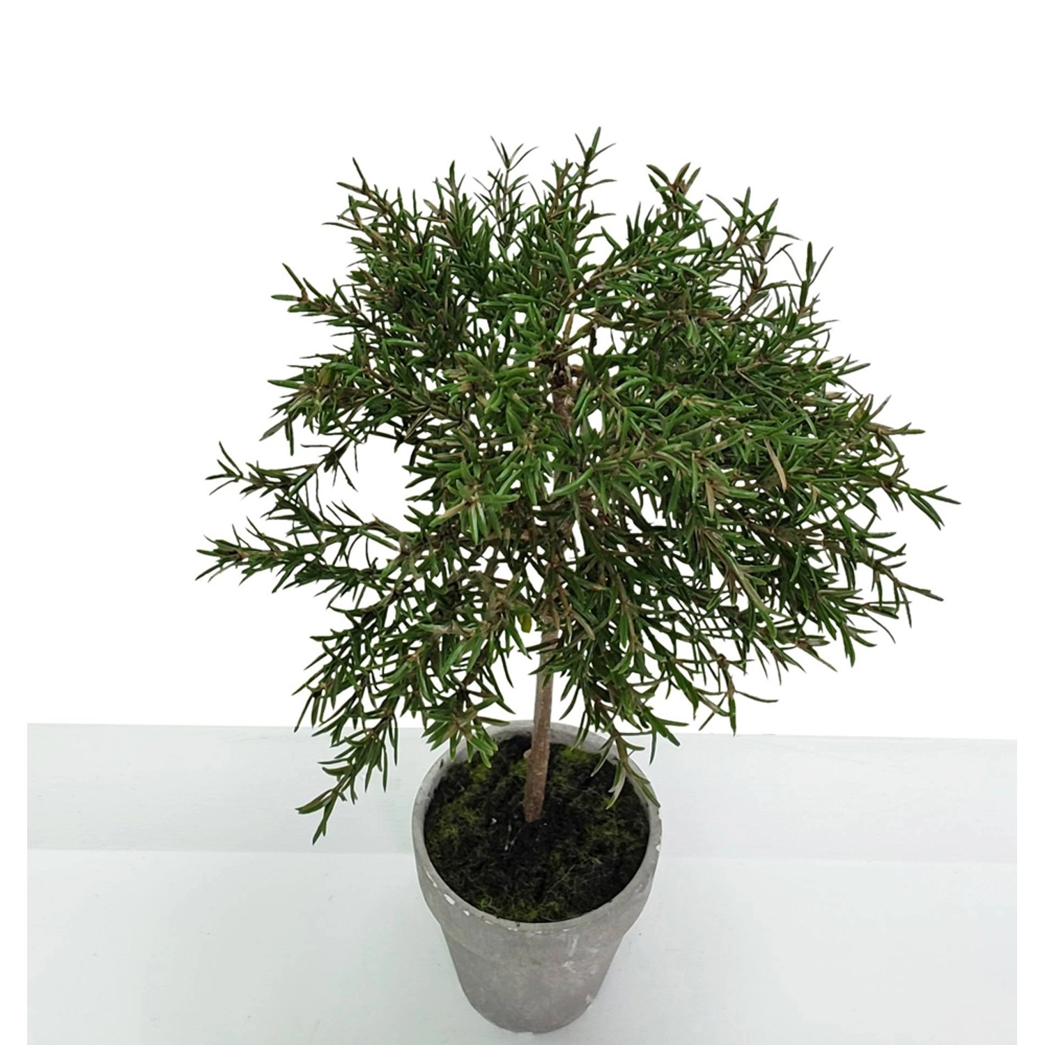 Rozmaryn drzewko w doniczce wys. 37 cm