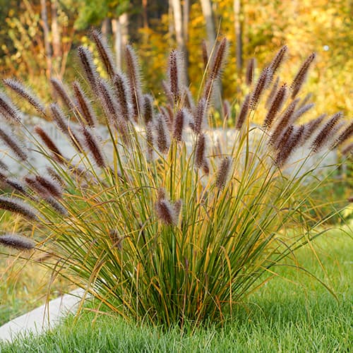 1 Pflanze(n), Lampenputzergras (Pennisetum) Red Head - Setzlinge: Ilość w opakowaniu: 1 Pflanze(n)