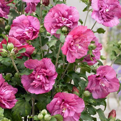 1 Stück, Garteneibisch Magenta Chiffon - Stauden: Ilość w opakowaniu: 1 Stück
