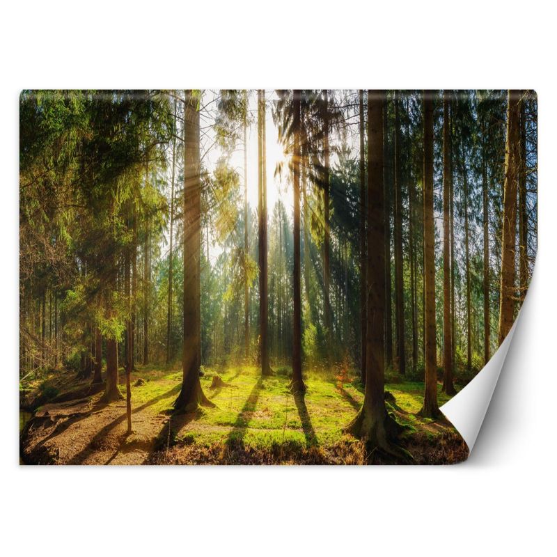 Fototapeta Feeby Las w promieniach słońca natura krajobraz 100x70 1 szt