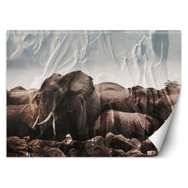 Fototapeta Feeby Słonie w stadzie 350x245 1 szt
