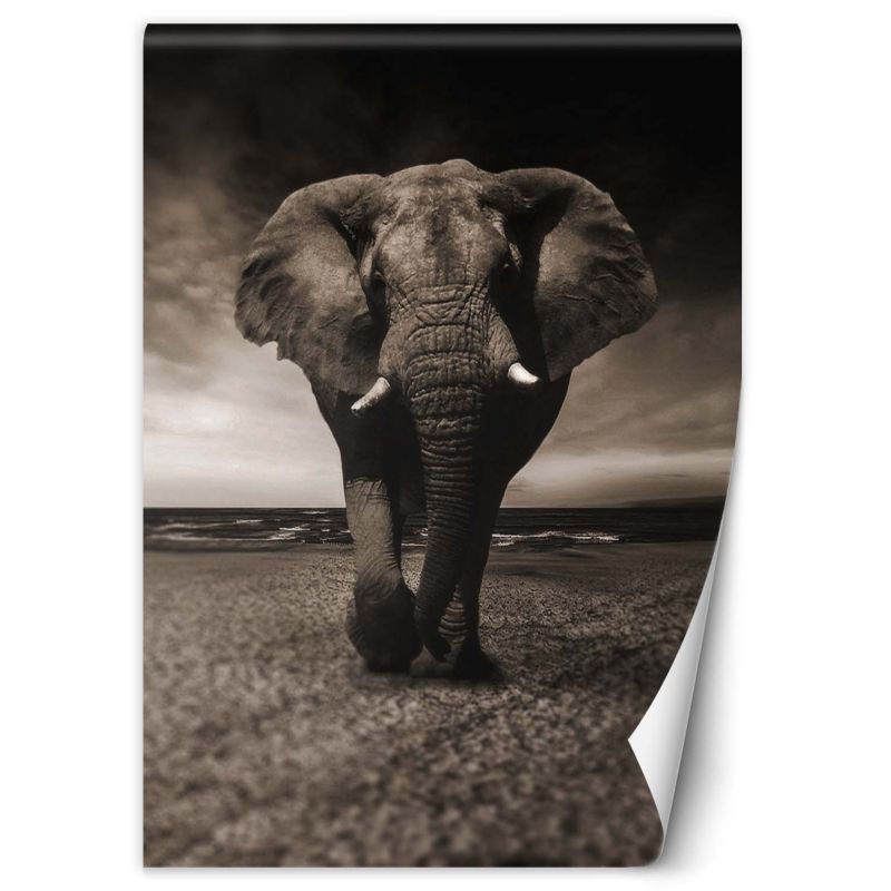 Fototapeta Feeby Słoń afrykański natura 100x140 1 szt