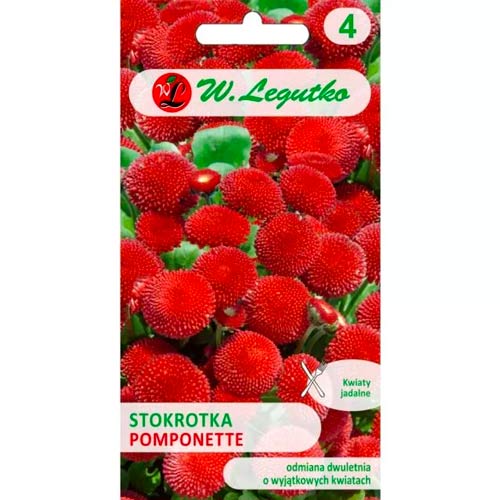 1 szt, Stokrotka Pomponette czerwona - Nasiona: Ilość w opakowaniu: 0.1 g