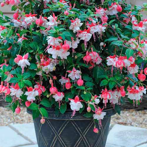 1 szt, Fuksja (Fuchsia) Snowcap - Sadzonki: Ilość w opakowaniu: 1 sadz
