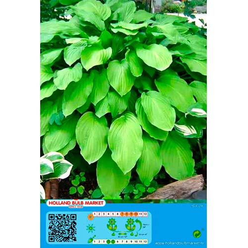1 szt., Hosta (Funkia) Honeybells - Byliny: Ilość w opakowaniu: 1 szt.