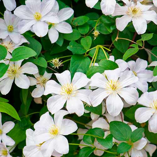 1 buc, Clematis Madame Le Coultre - Răsaduri: Mod de ambalare: 1 buc