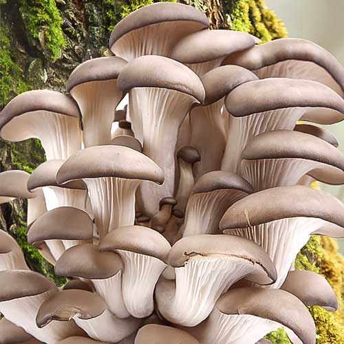 1 pac, Pleurotus (Păstrăv de fag) - : Mod de ambalare: 12 buc