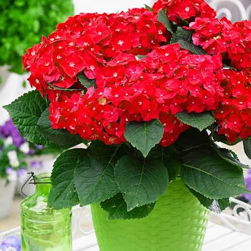 1 buc, Hortensia macrophylla Red Baron - Răsaduri: Mod de ambalare: 1 buc