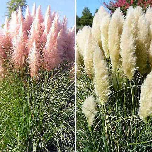 Ofertă specială! Iarbă de pampas, set de 2 soiuri - Răsaduri: Mod de ambalare: 2 buc