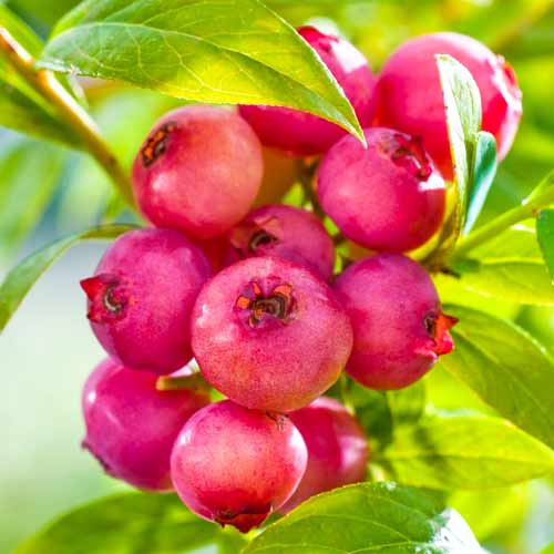 1 buc, Afin american Pink Lemonade - Răsaduri: Mod de ambalare: 1 buc