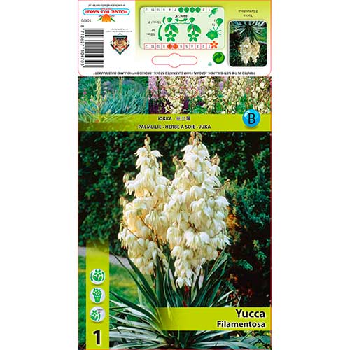 1 buc, Yucca Filamentosa - Răsaduri: Mod de ambalare: 1 buc