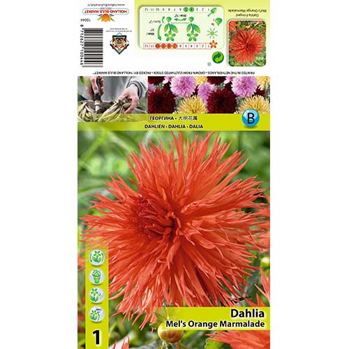 1 buc, Dalie Mel's Orange Marmalade - Bulbi: Mod de ambalare: 1 buc