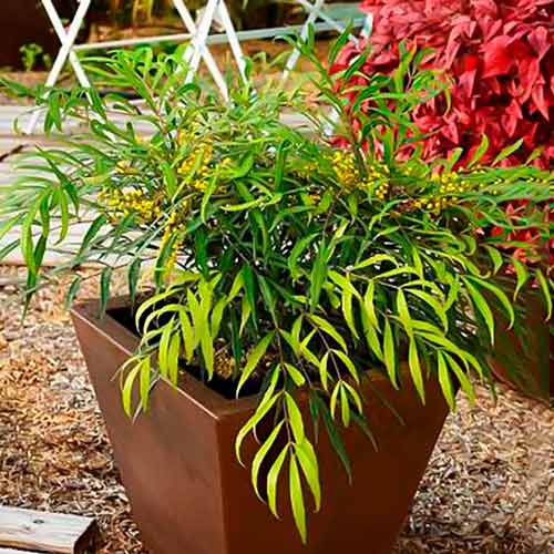 1 buc, Mahonia Sweet Winter - Răsaduri: Mod de ambalare: 1 buc