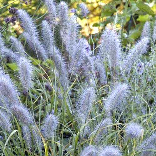 1 buc, Iarbă chinezească (Pennisetum) Moudry, C3 - Puieți: Mod de ambalare: 1 buc