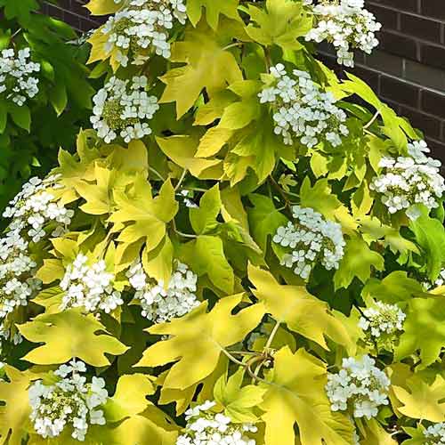 1 buc, Hortensia quercifolia Little Honey - Răsaduri: Mod de ambalare: 1 buc
