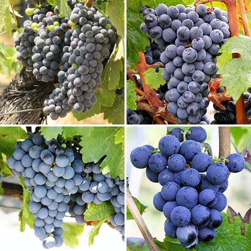 Ofertă specială! Viță de vie pentru vin, set de 4 soiuri - Răsaduri: Mod de ambalare: 4 buc