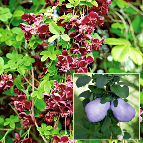 1 buc, Viță de ciocolată (Akebia quinata) - Răsaduri: Mod de ambalare: 1 buc