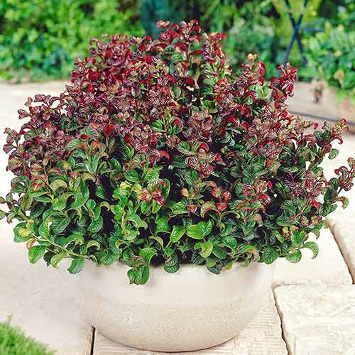 1 buc, Leucothoe Curly Red - Răsaduri: Mod de ambalare: 1 buc