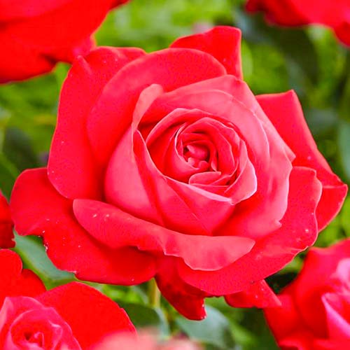 1 saz, Růže velkokveta Dame de Coeur - : Monžstvo balíkov: 1 saz