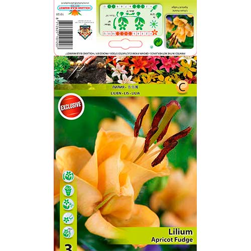 3 cib, Lilie asijská plnokvětá Apricot Fudge - : Monžstvo balíkov: 3 cib